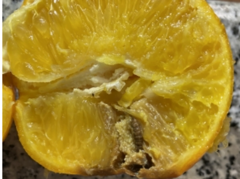 Se agrava la guerra comercial citrícola entre la UE y Sudáfrica generada en problemas sanitarios.