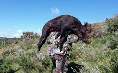 En Brasil el jabalí causa pérdidas millonarias, pero el Gobierno prohibió su caza.