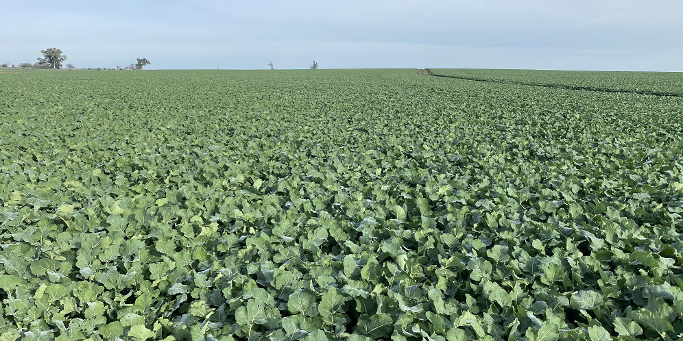 Cultivos de invierno “vienen con muy buen desarrollo”.