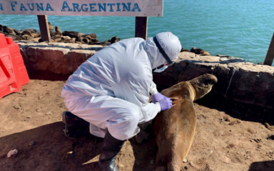 Confirmado: lobos marinos murieron por influenza aviar.