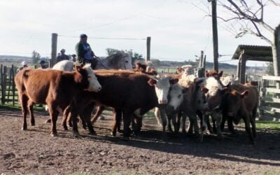 Carlos Bachino Agronegocios tuvo firmeza y agilidad en Los Amigos.