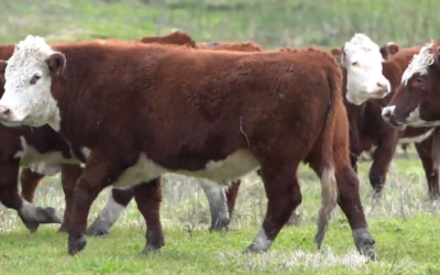 La faena de corral empujó el nivel de actividad en el mercado ganadero.