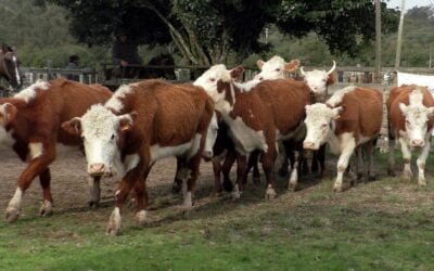 Ágil y entonada la pista de La Querencia, con Manuel F. Porta.
