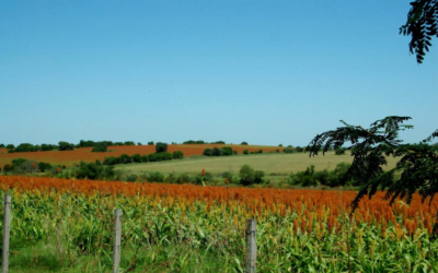 Hoy comienzan las charlas para exportar sorgo a China.