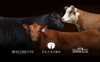 En setiembre será el remate Campeonas, Angus y Hereford.