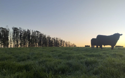 Dr. Guillermo de Nava: Preocupa la resistencia a la garrapata.