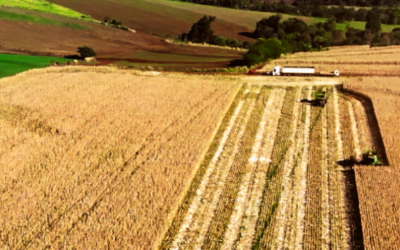 Indicadores económicos confirman que si el campo produce, Paraguay crece.