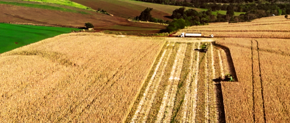 Indicadores económicos confirman que si el campo produce, Paraguay crece.