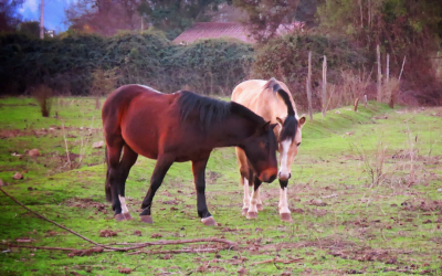 En Uruguay, hay tres personas con encefalitis equina.