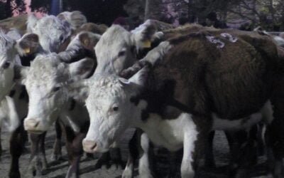 En Cañada Bellaca, Delcio Umpiérrez Negocios Rurales con una pista ajustada al momento.