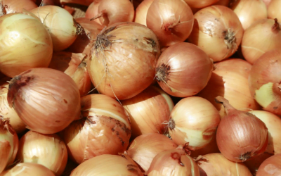 Bajan los precios de las cebollas.