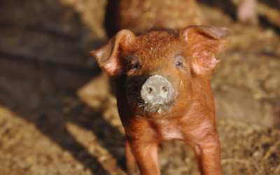 INTA: Hacer foco en el conocimiento de los animales es “clave para una producción eficiente y sustentable”.