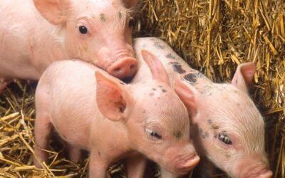 Valores de productos de granja.