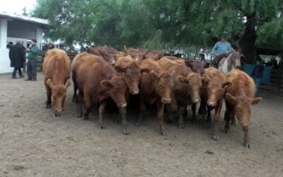 Con Gustavo Basso Negocios Rurales, cambio de ánimo y tonificación de valores en Cuchilla de Silvera.