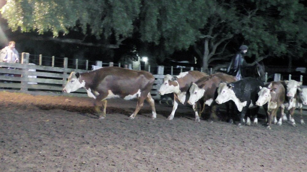 Entonado el mercado en Don Bernardo, con José María Clavijo Negocios Rurales