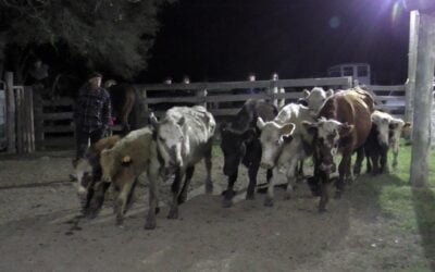 Eduardo Umpierrez Negocios Rurales con valores del momento en Don Jacinto.
