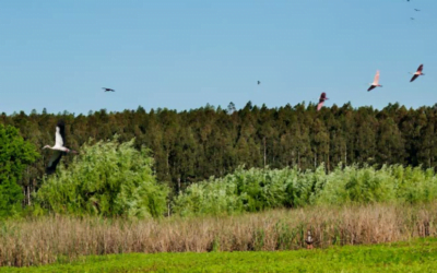 Los forestales aclaran sobe “reiterada información errónea” y llaman a la responsabilidad.