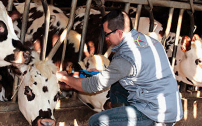 Colombia posee el segundo mayor rodeo de ganado Normando.