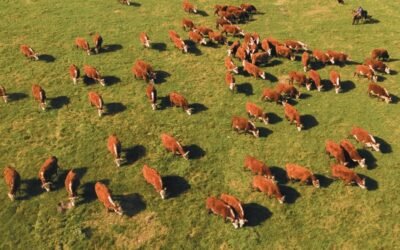 Desde hoy y durante dos días, Plaza Rural subastará 17.462 vacunos y 1.440 ovinos.