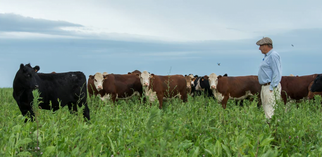 Zafra 22/23, cayó la exportación de carne de vacuno, pero se mantuvo a altos niveles de colocación.