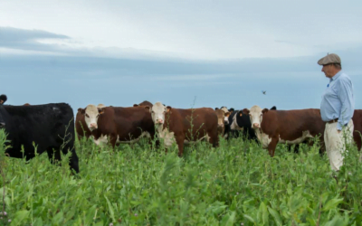 Zafra 22/23, cayó la exportación de carne de vacuno, pero se mantuvo a altos niveles de colocación.