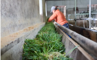 Municipio mendocino apoya tambo que alimenta vacas con forraje hidropónico.