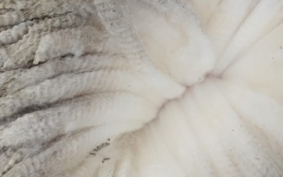 Lana. Una semana con escasa oferta y bajos precios.