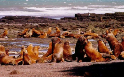 En Argentina posibles casos de influenza aviar: 40 lobos marinos muertos.