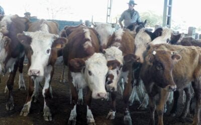 Con Ricardo Bachino Grosso, el marcado en Ortiz estuvo algo cauteloso.