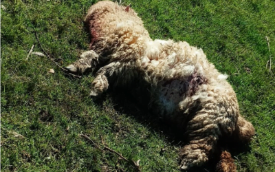 Otra vez los perros.