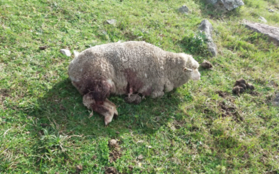 Perros de cazadores atacaron ovinos y vacunos en establecimiento de Cerro Largo.