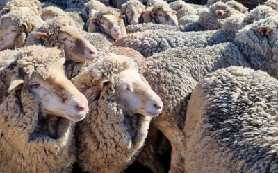 El promedio de la lana en Australia subió a US$ 7,49.