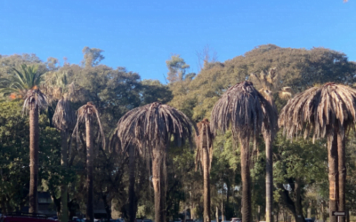 Crece la población de picudo rojo.