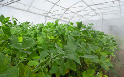 Expertos decodifican el genoma del destructivo hongo asiático de la roya de la soja.