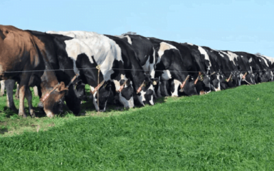 Proyecto Conector: vacas libres y voluntarias en el ordeñe, en un tambo que se controla hasta con un celular.