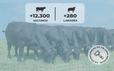 Con transmisión de Todo El Campo, hoy y mañana Lote 21 rematará importante oferta.