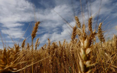 Más maíz y menos trigo, pronosticó el Consejo Internacional de Granos.