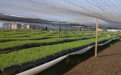 El 52% de la mano de obra en viveros forestales corresponde a mujeres.