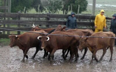 José María Clavijo Negocios Rurales, en Mariscala, mostró un mercado en reacomodo.