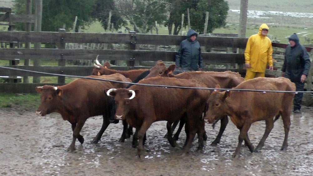 José María Clavijo Negocios Rurales, en Mariscala, mostró un mercado en reacomodo.