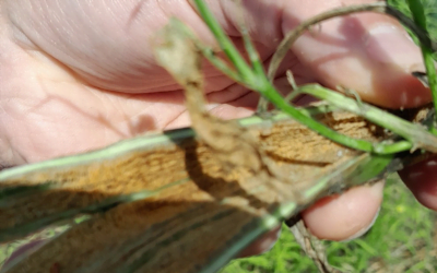 Confirman presencia de mosca barrenadora en colza.