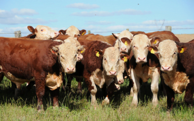 Pantalla Uruguay con Ganadera Hereford, vendieron el 95% de la oferta. Hoy comienzan con los novillos