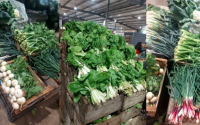 Abundancia de hortalizas de hojas, brote e inflorescencia.