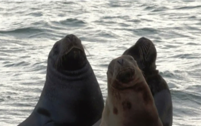 Influenza aviar. La afectación a humanos es de “bajo riesgo”, pero se debe tener cuidado especial.