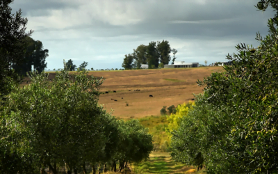 DIEA está realizando el Censo Nacional de Olivos 2023.