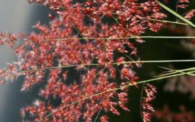 Detectan pasto rosado al norte de Uruguay: Una maleza exótica invasora de los campos naturales, advirtió el Ministerio de Ambiente.