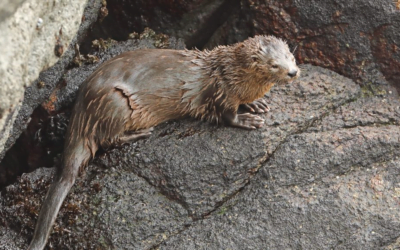 Se confirmó primer caso de influenza aviar en mamífero salvaje en Uruguay.