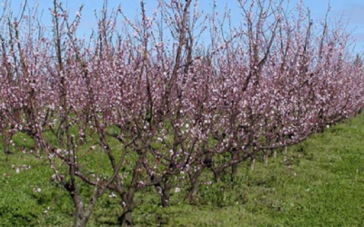 Desde el lunes 3 de junio quedará operativo el Registro Nacional Frutihortícola.