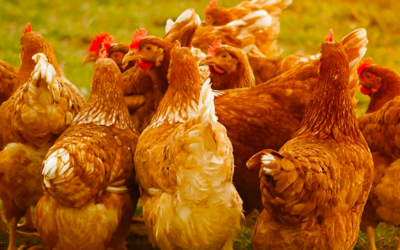 Protegiendo sus pulmones en el gallinero.