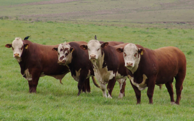Avanza el período de aprendizaje y prueba del Despacho de Tropo Digital.
